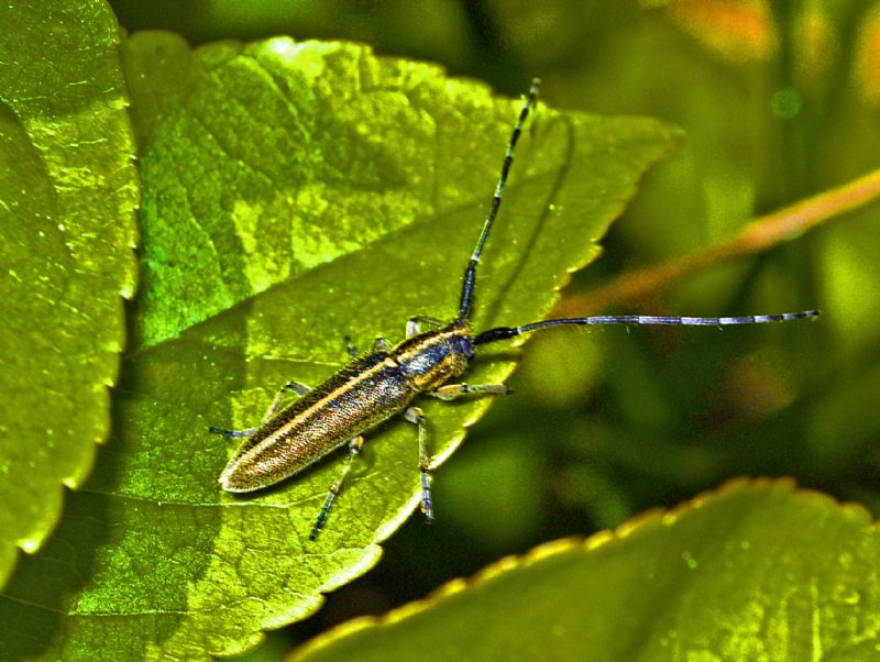Cerambycidae: Agapanthia cfr. cardui